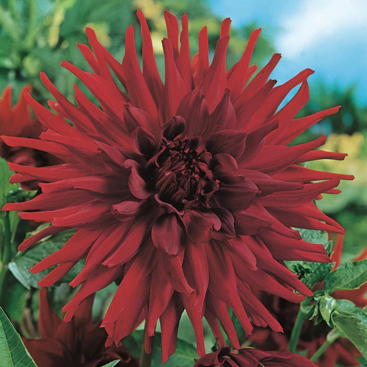 Dahlia Cactus - Alva's Doris - 1 bulb (not seed) | Seeds For Africa