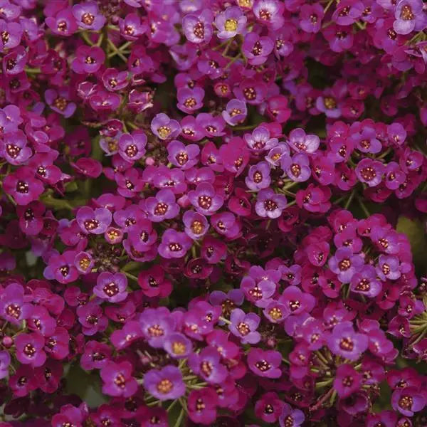 Alyssum Clear Crystal Purple Shades - 10 seeds | Seeds For Africa