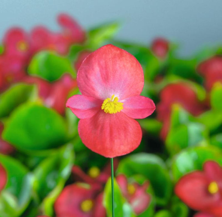 Begonia Sprint Plus Lipstick - 10 seeds