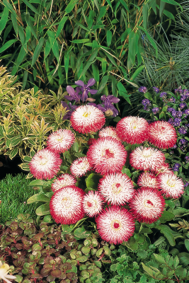 Bellis Habanera White with Red Tips - 10 seeds | Seeds For Africa
