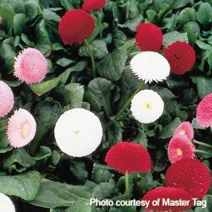 Bellis Tasso Mix - 10 seeds