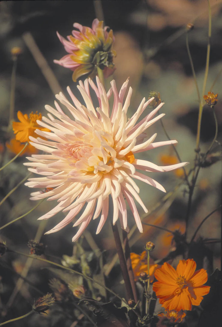 Dahlia Cactus - Preference - 1 bulb (not seed) | Seeds For Africa