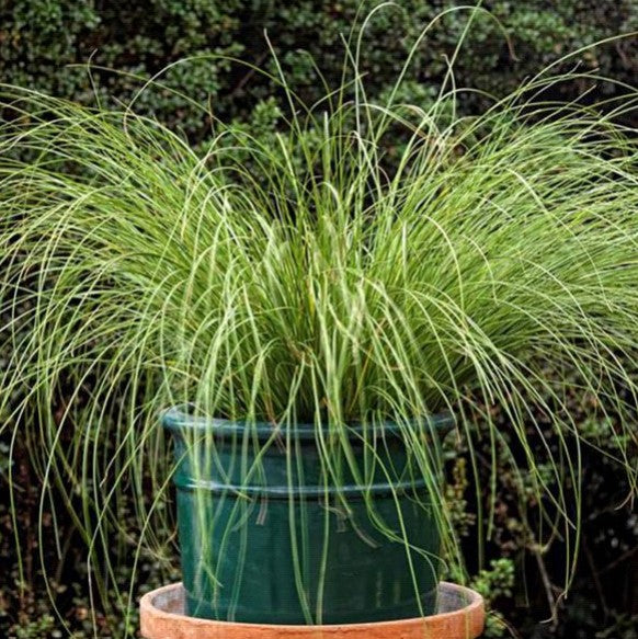 Carex Phoenix Grass - 5 seeds