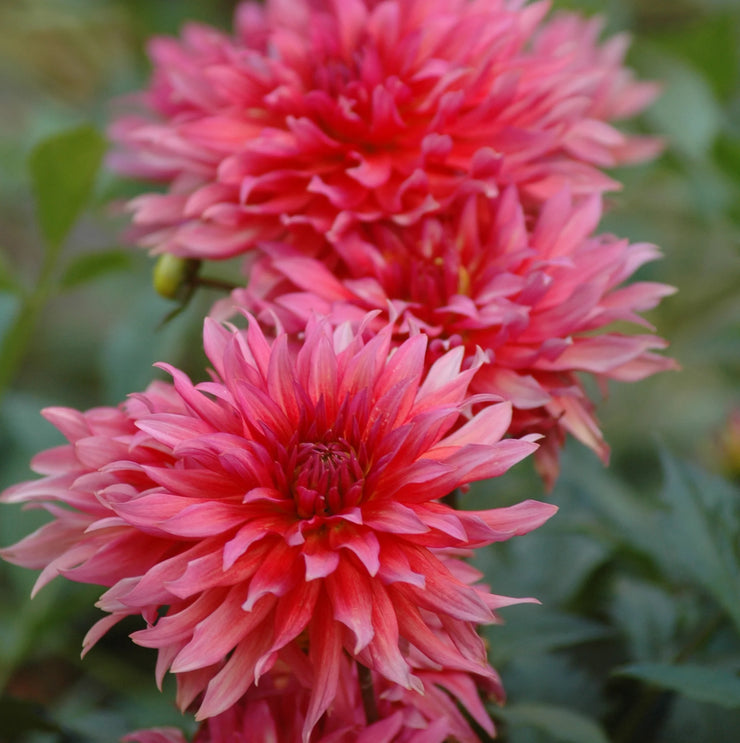 Dahlia Flower Bulbs - Border - Carola - 2 Bulbs (Not Seeds) | Seeds For Africa