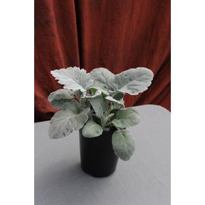 Cineraria New Look - Senecio Maratima - 10 Seeds - Perennial Flower Shrub