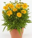 Coreopsis Double The Sun - Coreopsis grandiflora - Annual Flower - 10 seeds