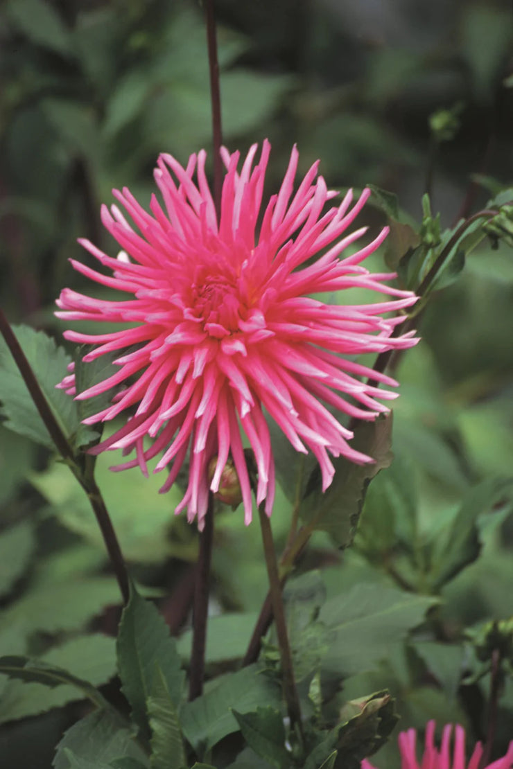 Dahlia Cactus - Carousel - 1 bulb (not seed) | Seeds For Africa