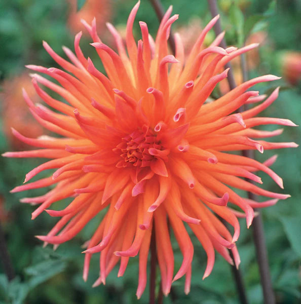 Dahlia Cactus - Colour Spectacular - 1 bulbs (not seed) | Seeds For Africa