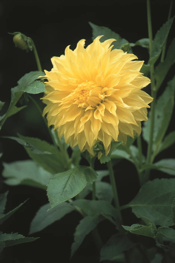 Dahlia Cactus - Edna - 1 bulb (not seed) | Seeds For Africa