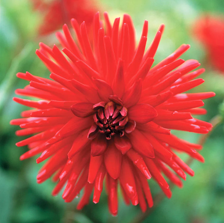 Dahlia Cactus - Forrestal - 1 bulb (not seed) | Seeds For Africa
