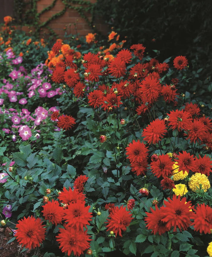 Dahlia Flower Bulbs - Border - Graz - 2 Bulbs (Not Seeds) | Seeds For Africa