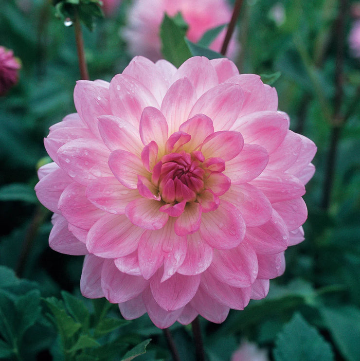 Dahlia Decorative Flower bulbs - Nepos - 1 bulb (not seeds)