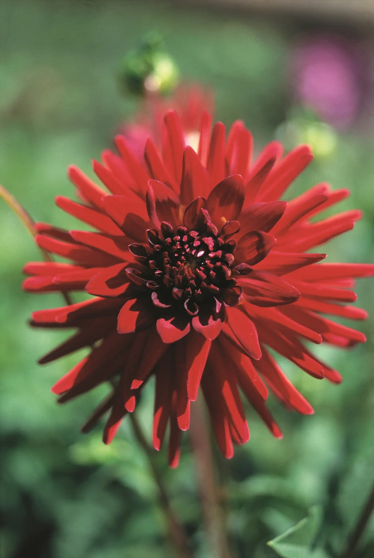 Dahlia Cactus - Sure Thing - 1 bulb (not seed) | Seeds For Africa