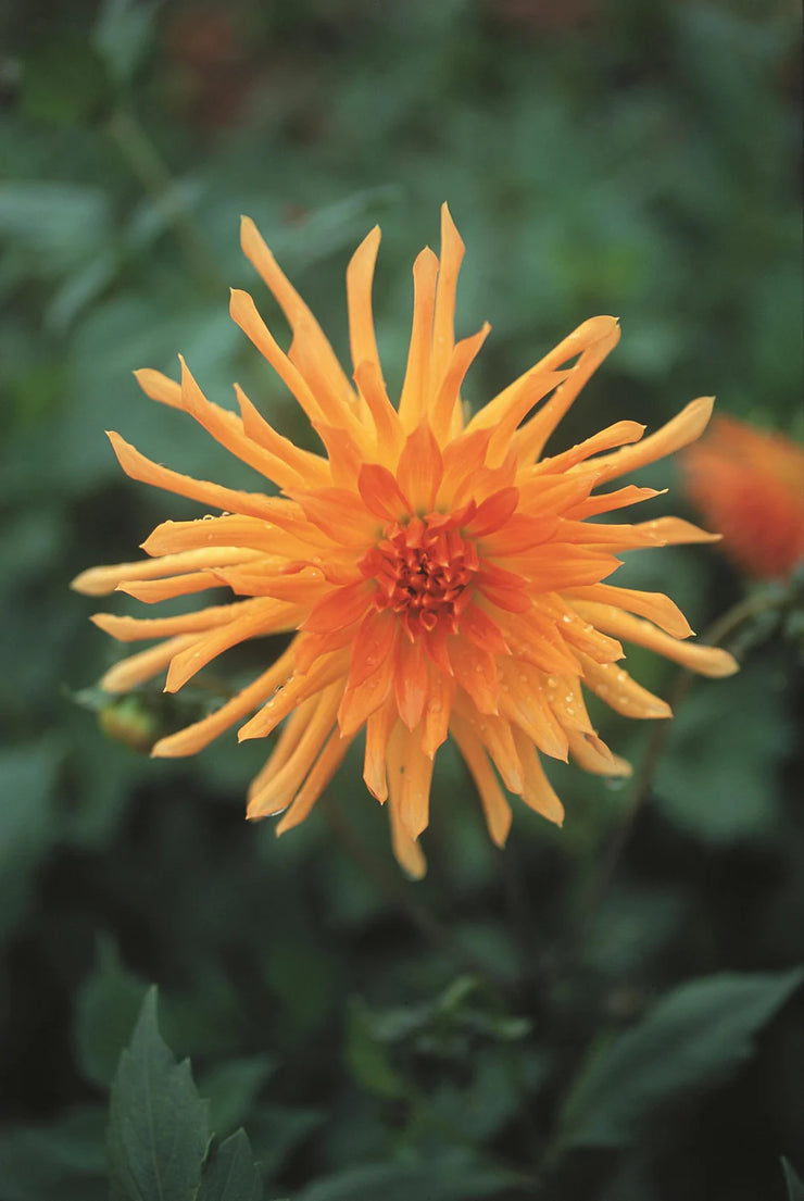 Dahlia Cactus - Wagschal's - 1 bulb (not seed) | Seeds For Africa