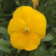 Viola sorbet - Yellow - Viola cornuta - 10 Seeds
