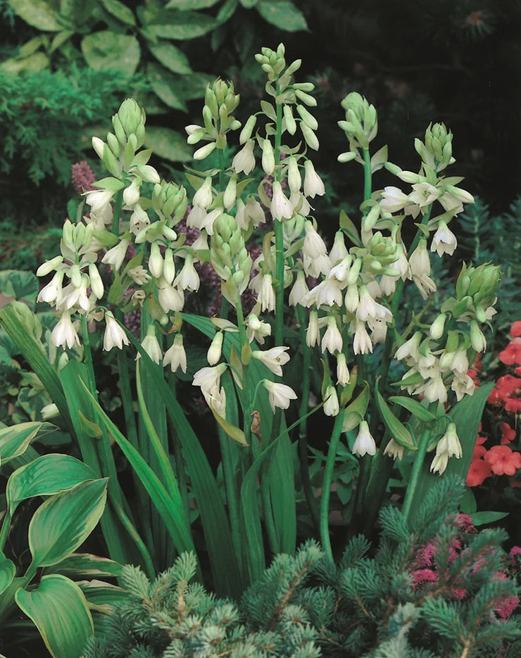 Galtonia candicans- Flower Bulbs (Not Seeds) - 7 bulbs