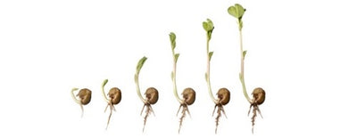 thumbnail image 2 of 2,000 Seeds - Portuguese Kale (Couve Tronchuda) - Heirloom, Non-GMO, Free Shipping 2 of 4