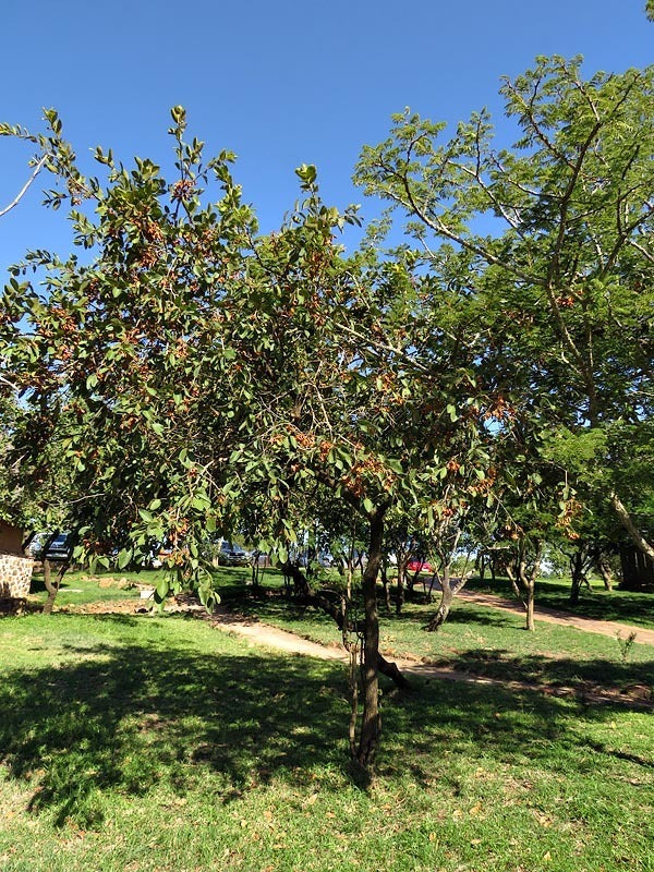 Combretum molle - Velvet Bushwillow - Indigenous South African Tree - 10 Seeds