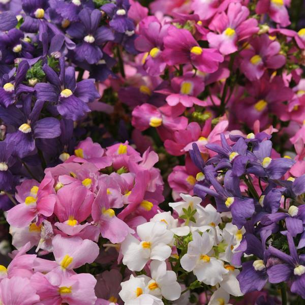 Nemesia Poetry Mix - 10 seeds