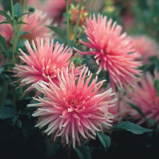 Dahlia Flower Bulbs - Border - Park Princess - 2 Bulbs (Not Seeds) | Seeds For Africa