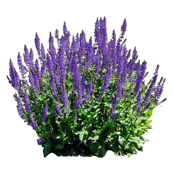 Salvia Victoria Blue - 10 seeds