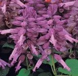 Salvia Vista Lavender - 10 seeds