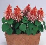 Salvia Vista Salmon - 10 seeds