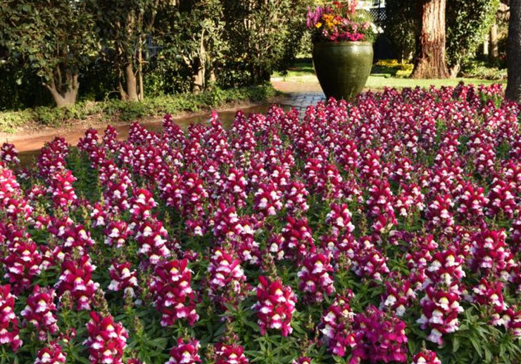 Antirrhinum Snapshot Burgundy Bicolor - 10 seeds