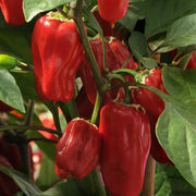 Capsicum Sweet Heat Pepper - Capsicum Annuum - 5 seeds | Seeds For Africa