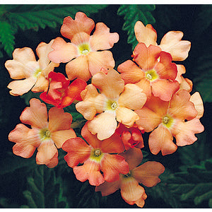 Verbena Obsession Apricot - 10 seeds