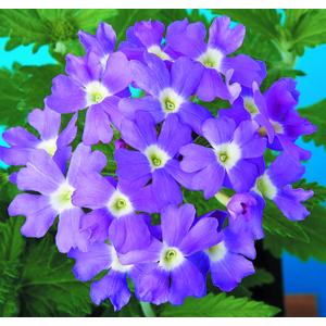 Verbena Obsession Blue With Eye - 10 seeds