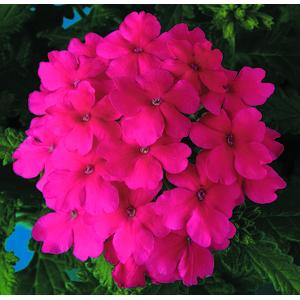 Verbena Obsession Pink - 10 seeds