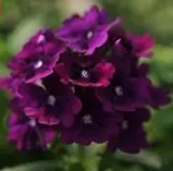 Verbena Quartz Xp Purple - 10 seeds