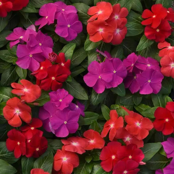Vinca Pacifica - XP - Bold Mix - Catharanthus roseus - 10 Seeds | Seeds For Africa