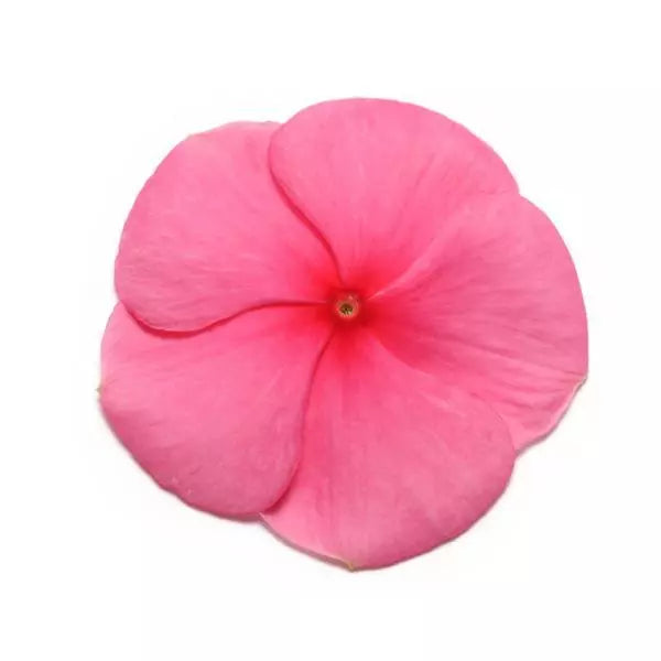 Vinca Pacifica - XP - Punch - Catharanthus roseus - 10 Seeds | Seeds For Africa