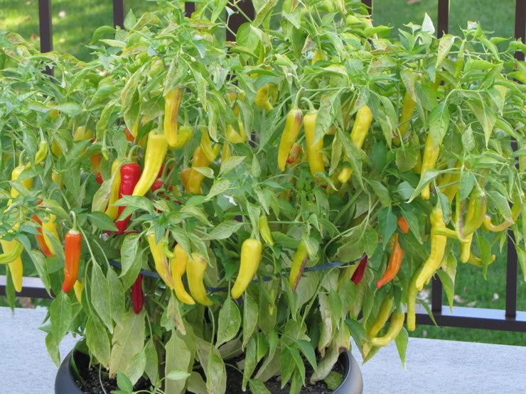 Hungarian Hot Wax Chilli Pepper - Capsicum Annuum - 30 Seeds