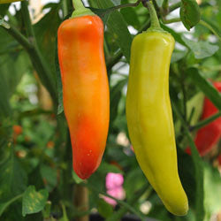 Hungarian Hot Wax Chilli Pepper - Capsicum Annuum - 30 Seeds