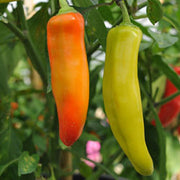 Hungarian Hot Wax Chilli Pepper - Capsicum Annuum - 30 Seeds