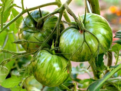 Green Zebra Tomato  - Lycopersicon Esculentum - 10 Seeds - ORGANIC