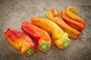 Cubanelle Sweet Pepper - Capsicum Annuum - 10 Seeds