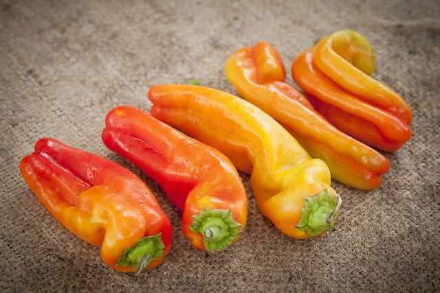Cubanelle Sweet Pepper - Capsicum Annuum - 10 Seeds