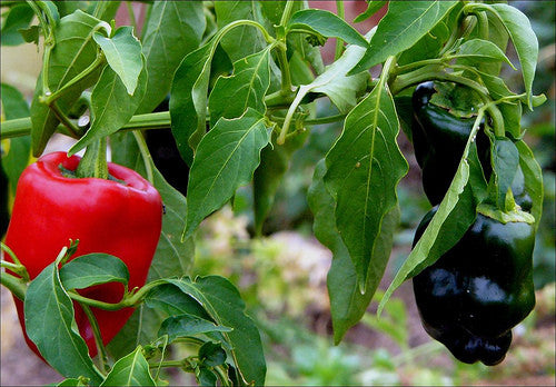 Ancho Grande Chilli Pepper - Poblano Ancho - Capsicum Annuum - 10 Seeds