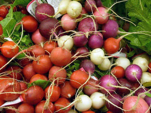 Easter Egg Radish - Bulk Organic Vegetable Seeds - 20 grams
