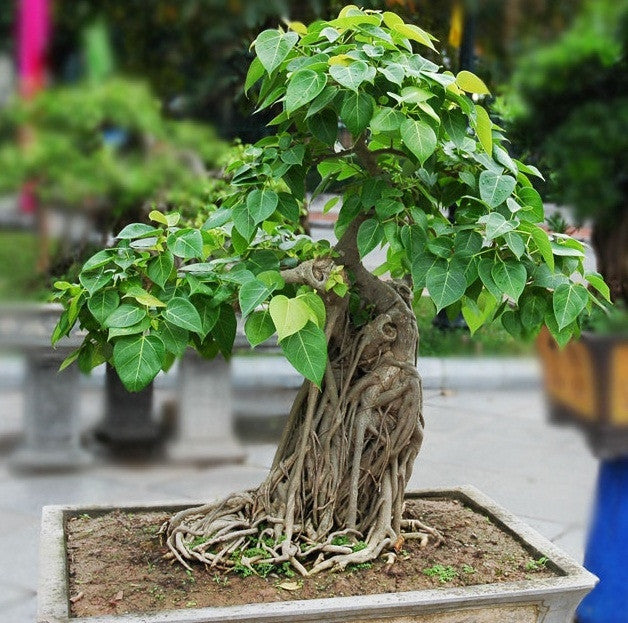 Bodhi Tree - Ficus Religiosa - Deciduous Tree - 20 Seeds
