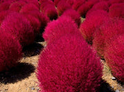 Burning Bush / Mexican Fireweed Red  Annual - Kochia / Bassia Scoparia - 100 Seeds