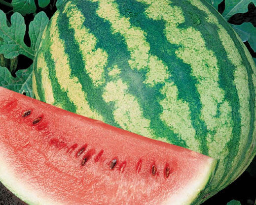 Crimson Sweet Watermelon - Bulk Vegetable Seeds - 50 grams