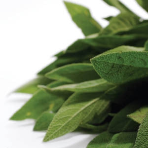 Broadleaf Sage Culinary Herb - Salvia Officinalis - 10 Seeds
