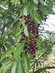 Wild Black Cherry Fruit Tree - Prunus serotina - 5 Seeds