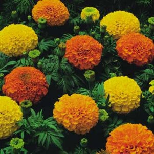 Marigold Crackerjack - Bulk Flower Seeds