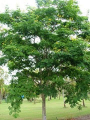 Leopard Tree Exotic Tree - Caesalpinia ferrea - 10 Seeds